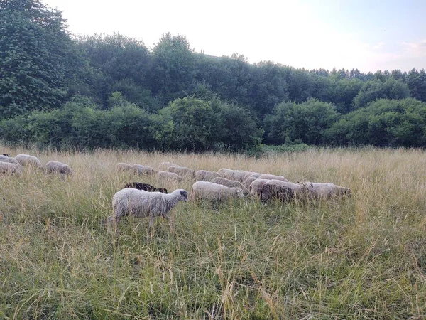 Wypasu Owiec Trawie Tle Przyrody — Zdjęcie stockowe