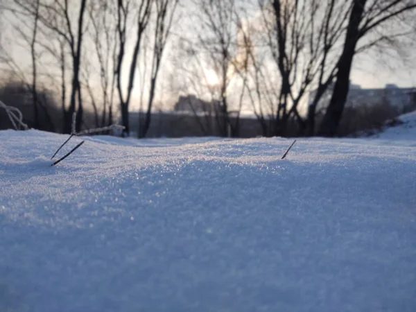 Zbliżenie Śniegu Zimowym Parku — Zdjęcie stockowe