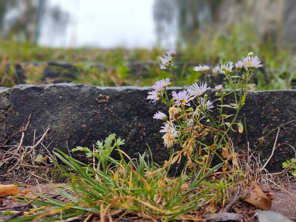 Ormandaki Güzel Çiçekler Arka Planda Yakın Plan — Stok fotoğraf