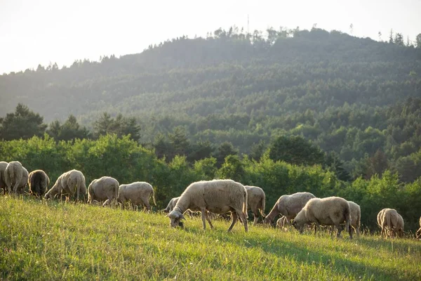 Mandria Pecore Pascolo Nel Prato Montagna — Foto Stock