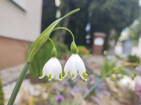 Flores Brancas Jardim Cidade — Fotografia de Stock