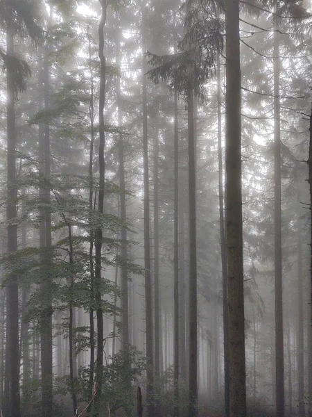 自然を背景にした朝の霧の中の美しい森 — ストック写真