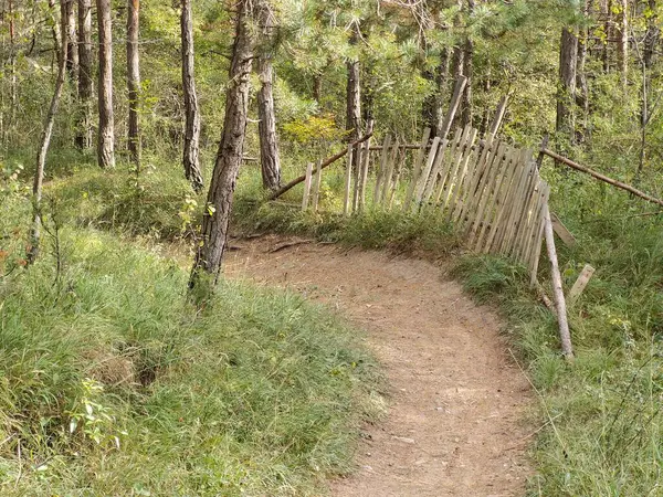 Ścieżka Pięknym Zielonym Lesie — Zdjęcie stockowe