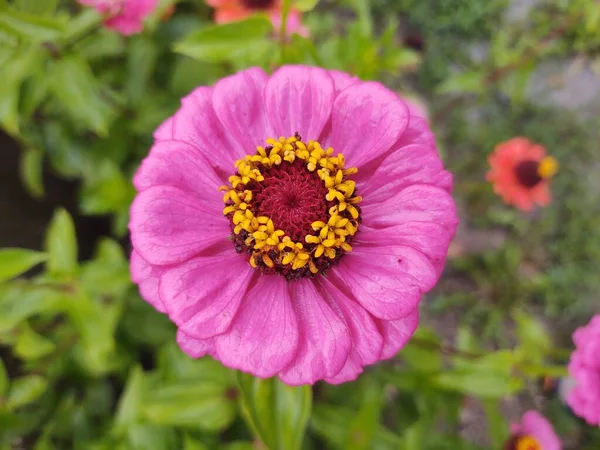 Όμορφο Βοτανικό Πλάνο Λουλούδια Φυσική Ταπετσαρία — Φωτογραφία Αρχείου