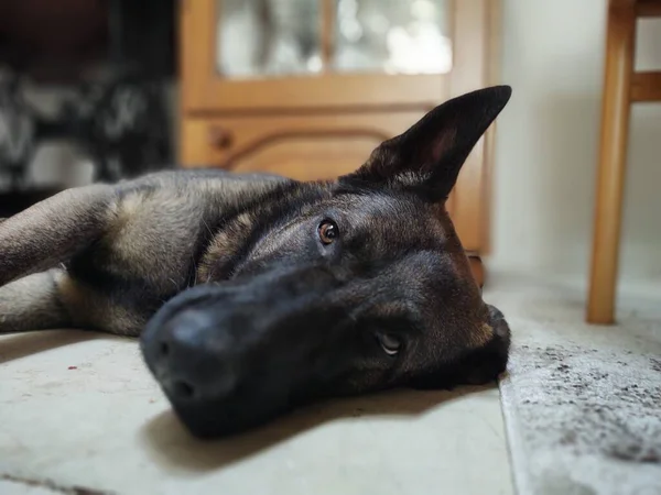 Собака Лежить Підлозі Вдома — стокове фото