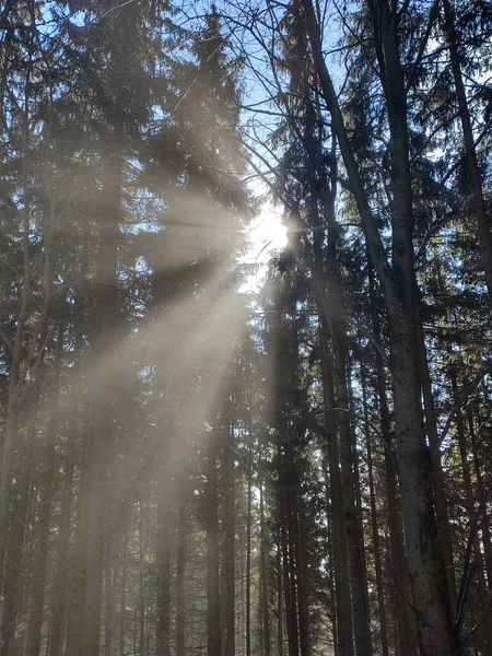Прекрасний Ліс Сонячний День — стокове фото