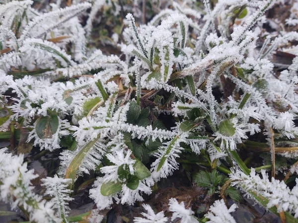 Hojas Fozen Verde Bosque Invierno —  Fotos de Stock