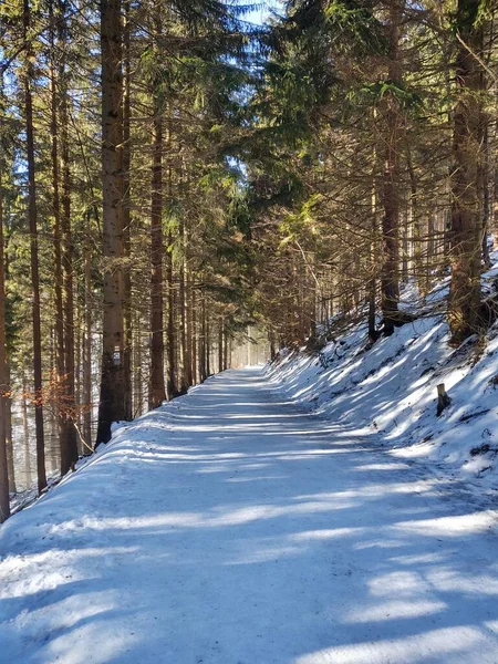 Estrada Bela Floresta Inverno Dia Ensolarado — Fotografia de Stock
