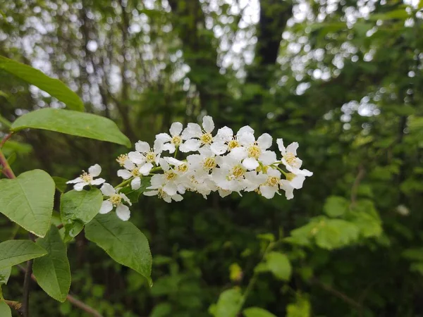 Weiße Blüten Zweigen Grünen Garten — Stockfoto