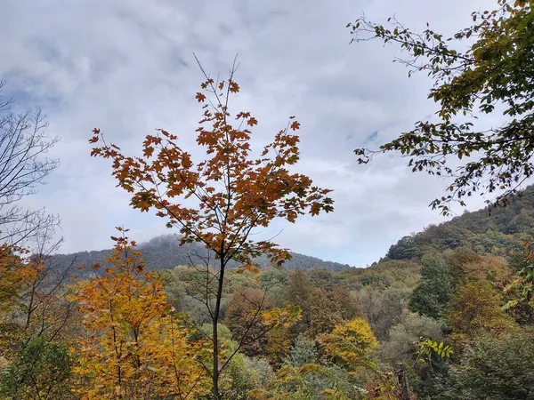 Krásný Horský Les Podzimní Sezóně — Stock fotografie