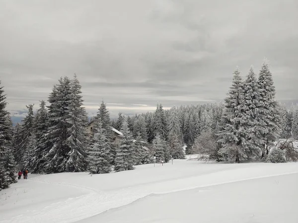 Hermoso Bosque Invierno Con Nieve — Foto de Stock