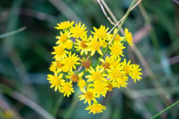 Beautiful Yellow Flowers Garden — Stock Photo, Image