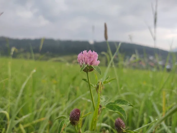 Smukke Blomster Grønne Felt - Stock-foto