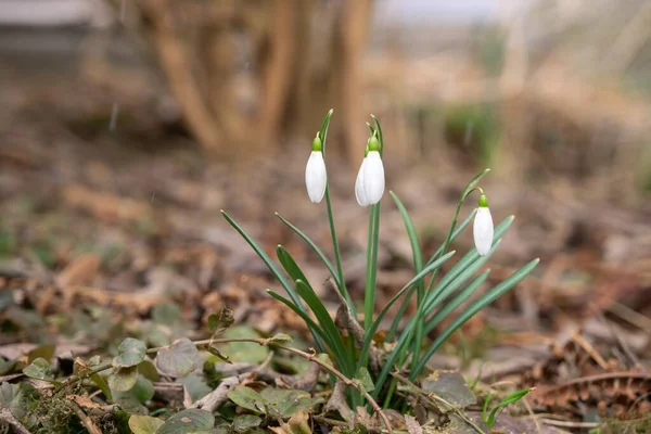 Snödroppe Vårblommor Skogen — Stockfoto