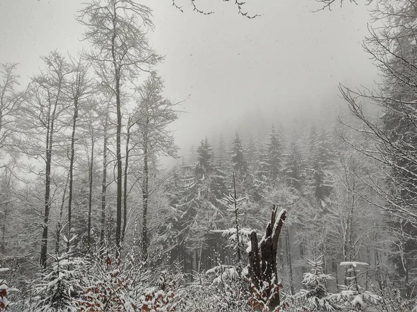 雪に覆われた森林の冬の風景 — ストック写真