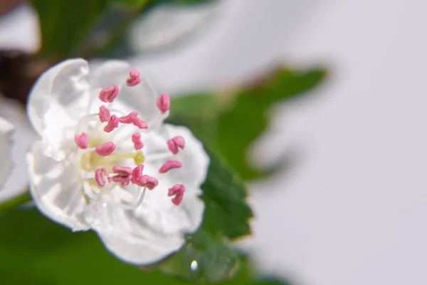 Bellissimo Fiore Bianco Fiore — Foto Stock