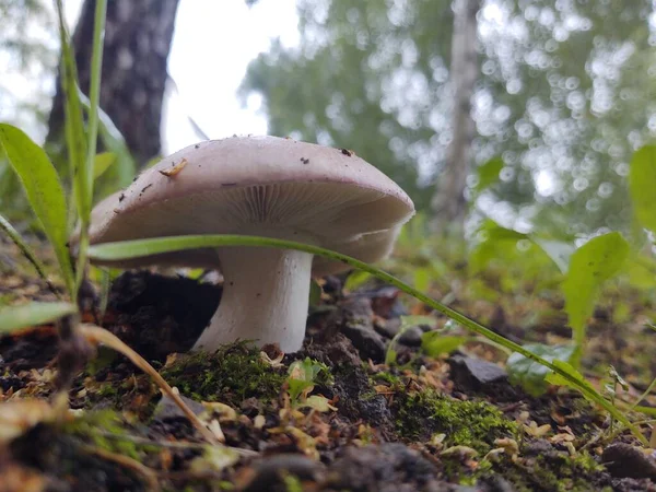 在森林里的蘑菇在大自然的背景下 — 图库照片