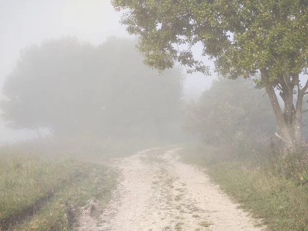Manhã Nebulosa Floresta Com Caminho — Fotografia de Stock