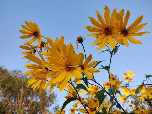 Flores Amarelas Fundo Azul Céu — Fotografia de Stock