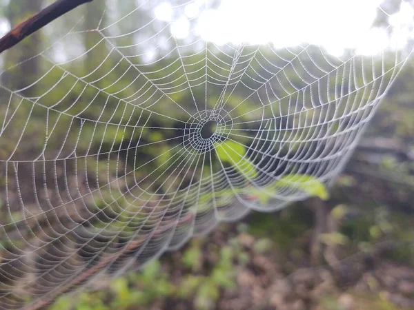 Schöne Spinnennetz Auf Natur Hintergrund — Stockfoto