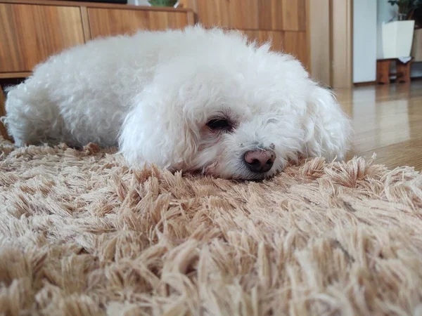 집에서 카펫에 귀여운 강아지 — 스톡 사진