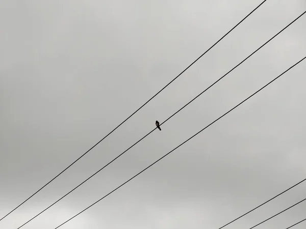 Pájaro Sentado Líneas Eléctricas Sobre Fondo Gris Del Cielo — Foto de Stock