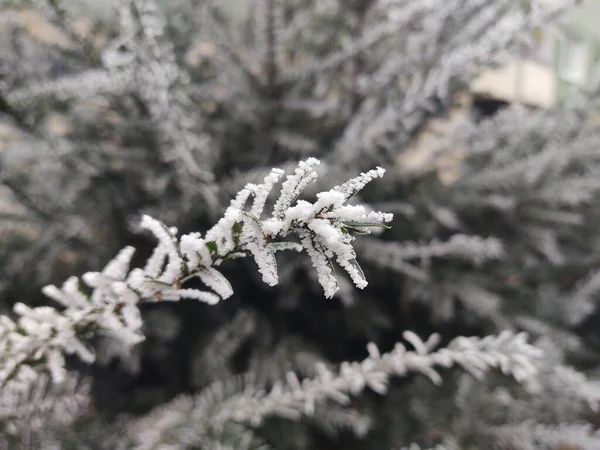 Větve Stromů Sněhem Zimním Lese — Stock fotografie