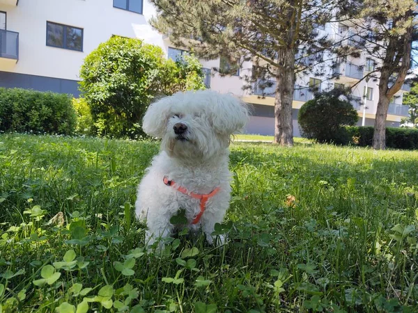 Netter Hund Park — Stockfoto