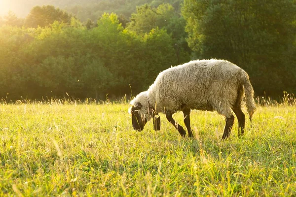 Schafe Weiden Auf Der Bergwiese — Stockfoto