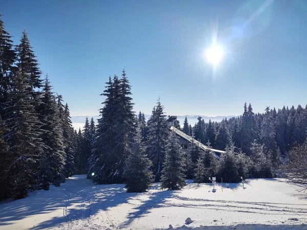 森と美しい山の冬の風景 — ストック写真