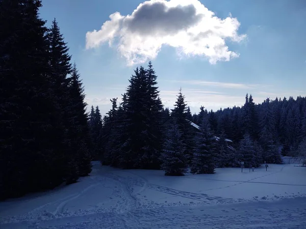 美丽的冬天风景与森林 — 图库照片