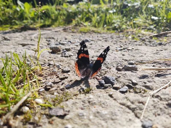 Beau Papillon Sur Fond Nature Gros Plan — Photo