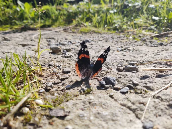 Bela Borboleta Fundo Natureza Close — Fotografia de Stock