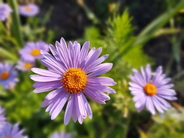 自然を背景にした庭の美しい花 — ストック写真