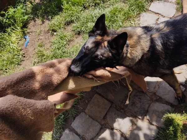 Pastor Alemán Perro Jugando Con Tela Patio — Foto de Stock