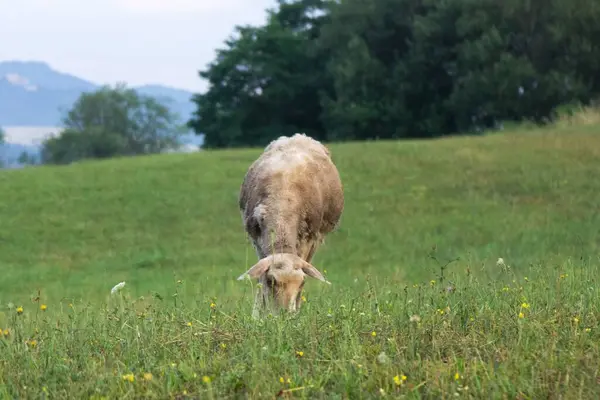 Juhlegeltetés Hegyi Réten — Stock Fotó