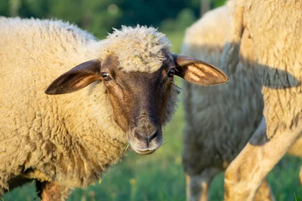 Herd Sheeps Grazing Mountain Meadow — Stock Photo, Image