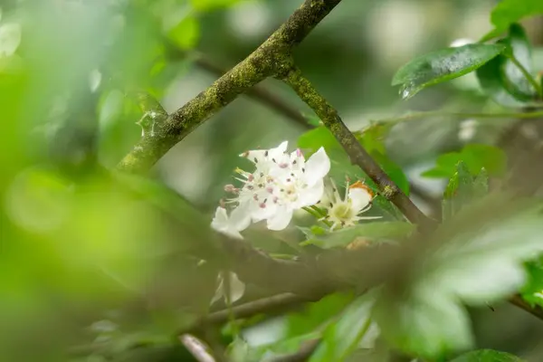 Beautiful White Flowers Blossom Tree Branches Spring Season — Stock Photo, Image