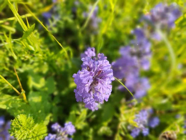 美丽的紫色花朵在绿色的田野 — 图库照片