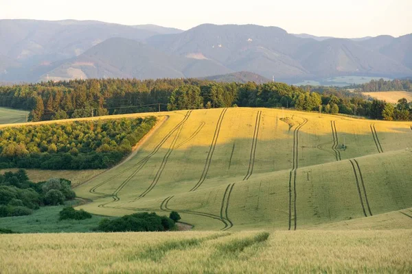 Luftaufnahme Von Feldern Und Wäldern Der Landschaft — Stockfoto