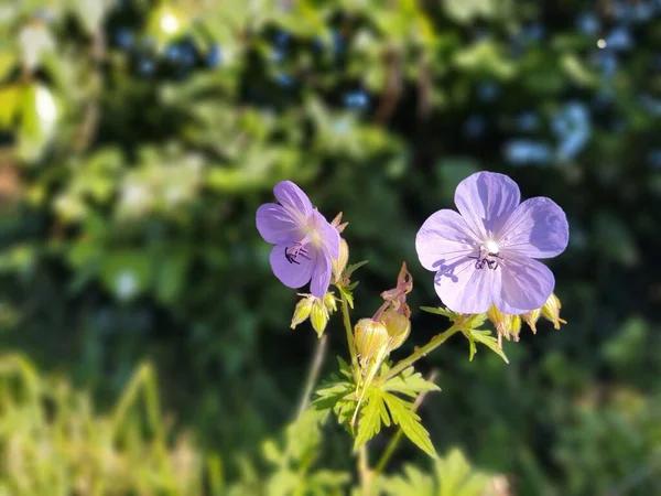 田野里美丽的紫色花朵 — 图库照片