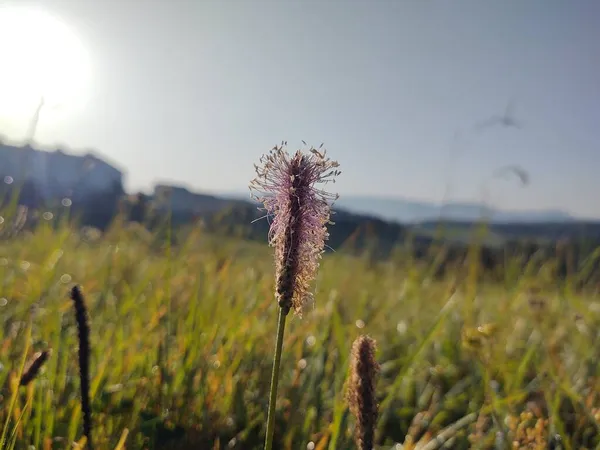 Piękne Kwiaty Zielonym Polu — Zdjęcie stockowe