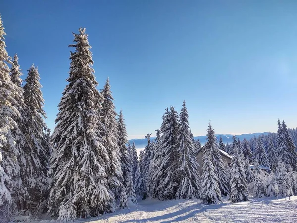 아름다운 눈덮인 나무들 — 스톡 사진