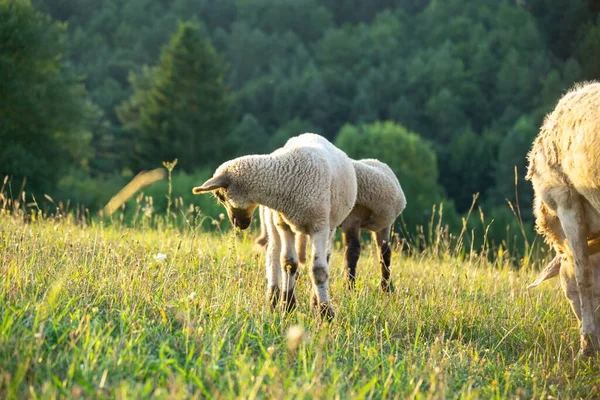Schafherde Weidet Auf Bergwiese — Stockfoto