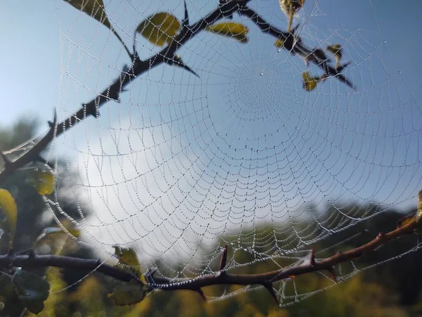 Ukončení Aplikace Spider Web Přírodě — Stock fotografie