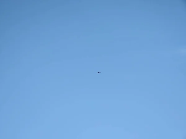 Pássaro Voando Céu Azul — Fotografia de Stock