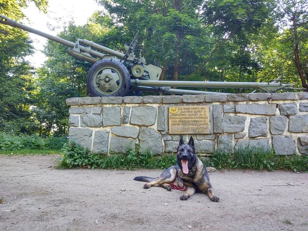 晴れた日に大砲の像の近くの犬 — ストック写真