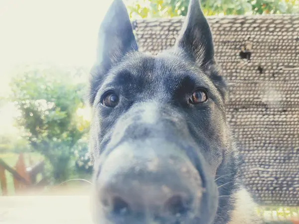 Fechar Rosto Cão Bonito — Fotografia de Stock