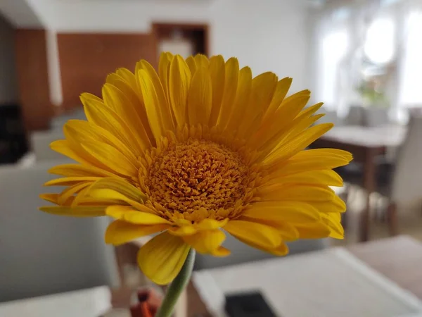 Primer Plano Hermosa Flor Amarilla — Foto de Stock