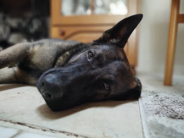 Cão Deitado Chão Casa — Fotografia de Stock